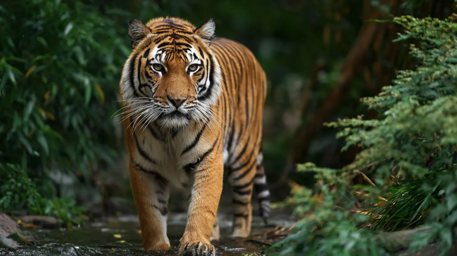 Can Tiger Parenting Lead to Long-Term Success?
