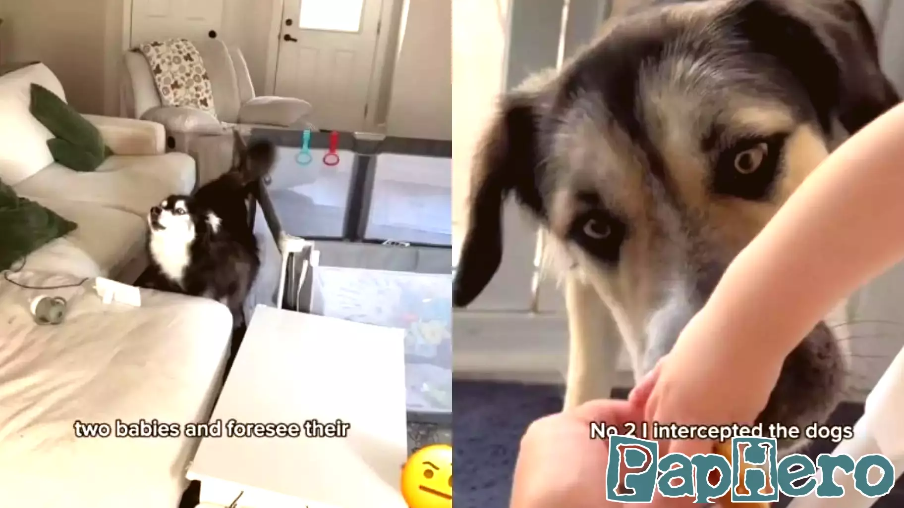 Dogs Think Mom Ruined Their Parenting Moment & They’re Not Happy About It