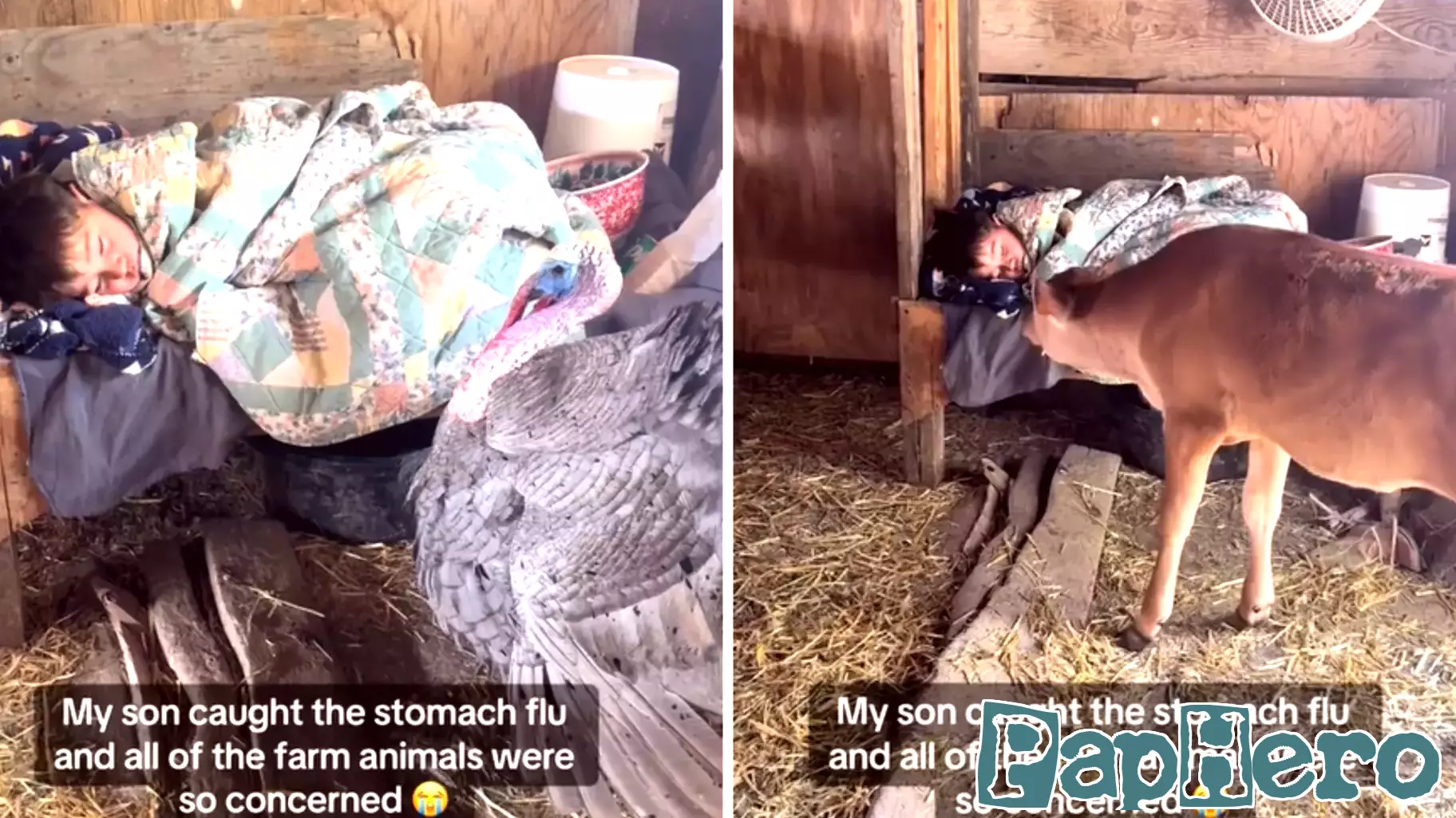 Farm Animals Show Unexpected Concern for Sick Boy