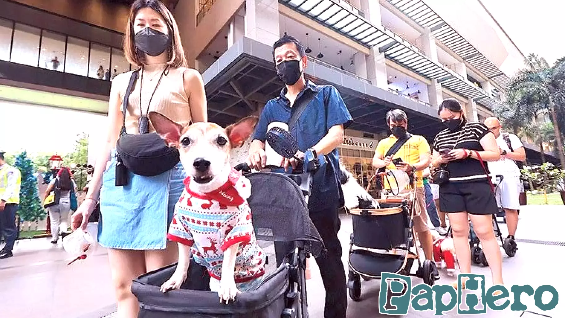 Filipino Couples Opt for Pet Parenting Over Traditional Family Planning