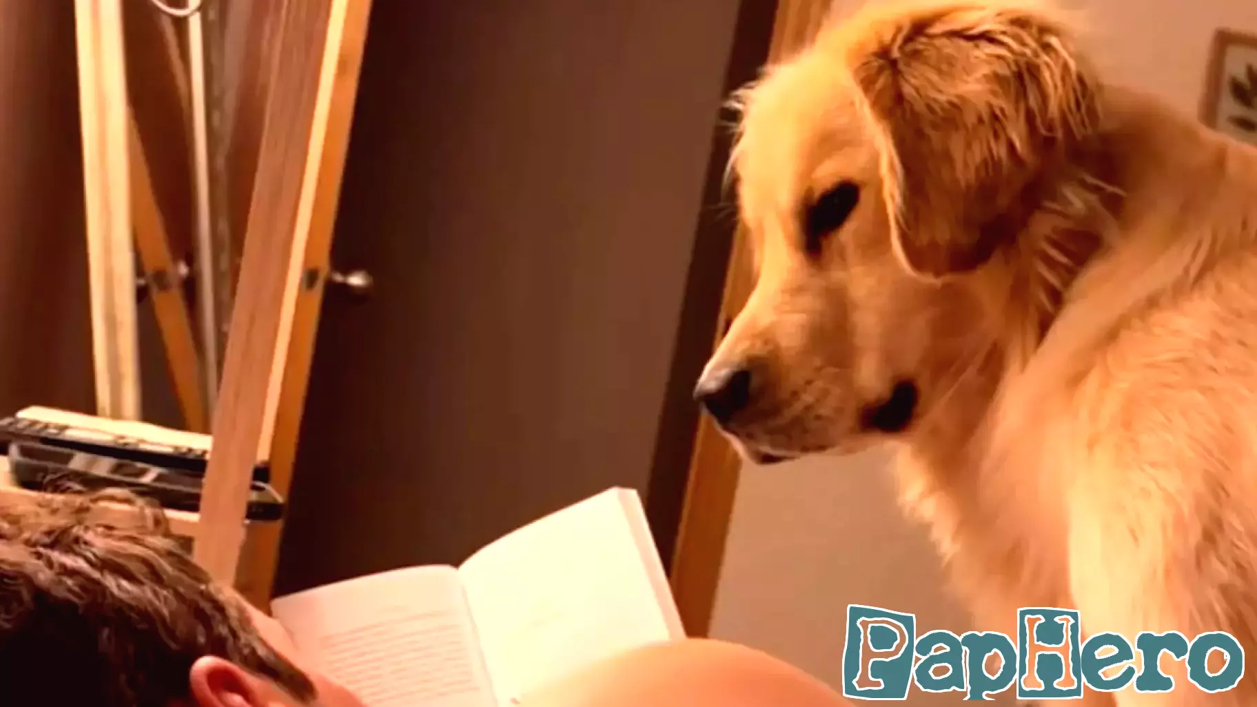 Golden Retriever Listens To Dad Read Parenting Book And It's Beyond Wholesome
