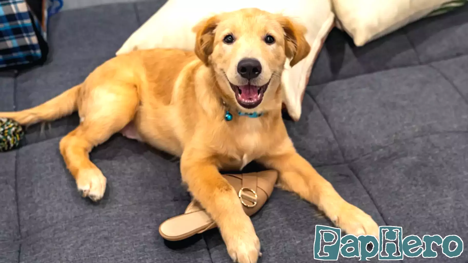 Hilarious Reactions to Gentle Parenting a Golden Retriever Puppy