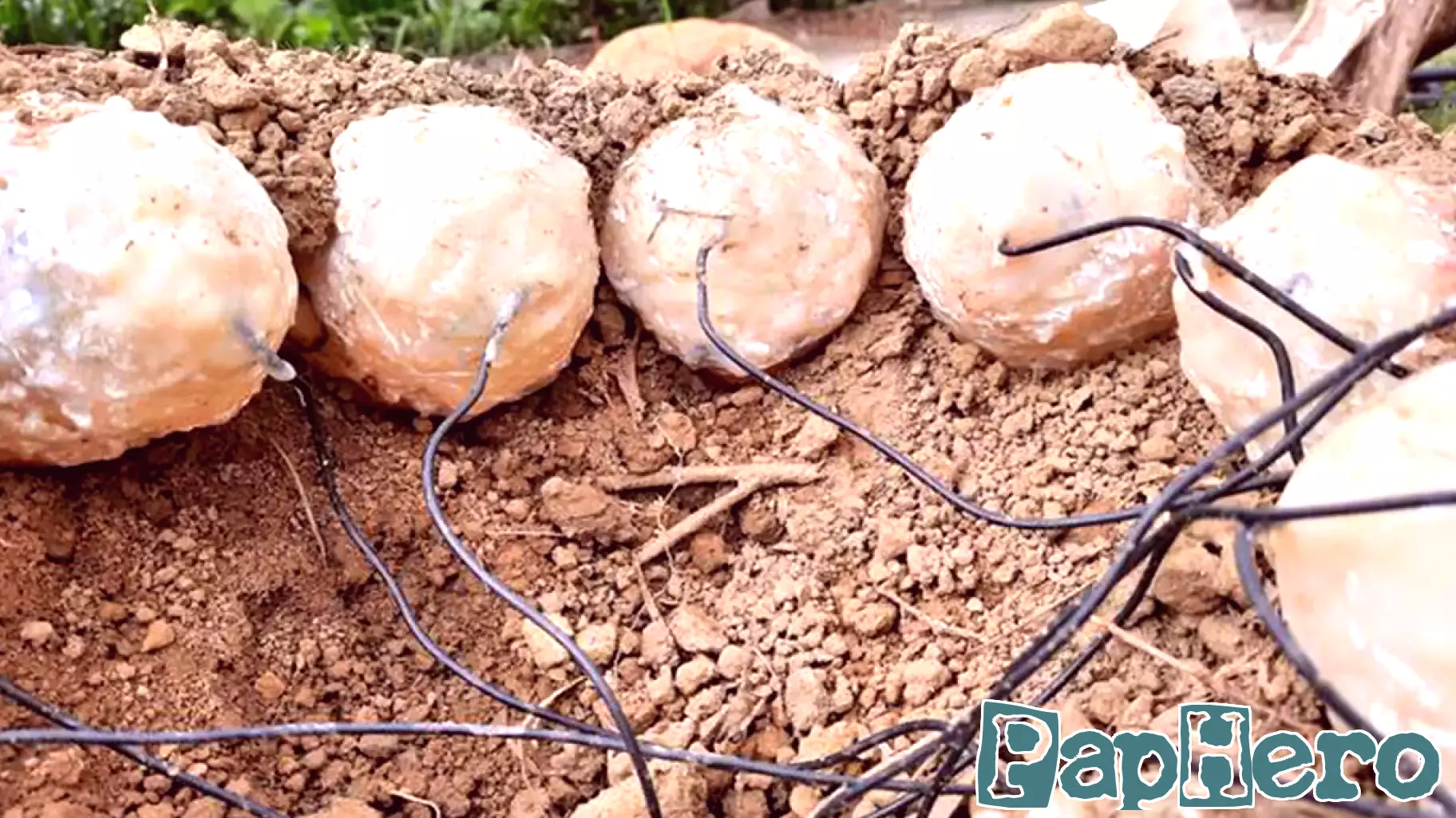 How a Simulated Dinosaur Nest Revealed Prehistoric Parenting Strategies