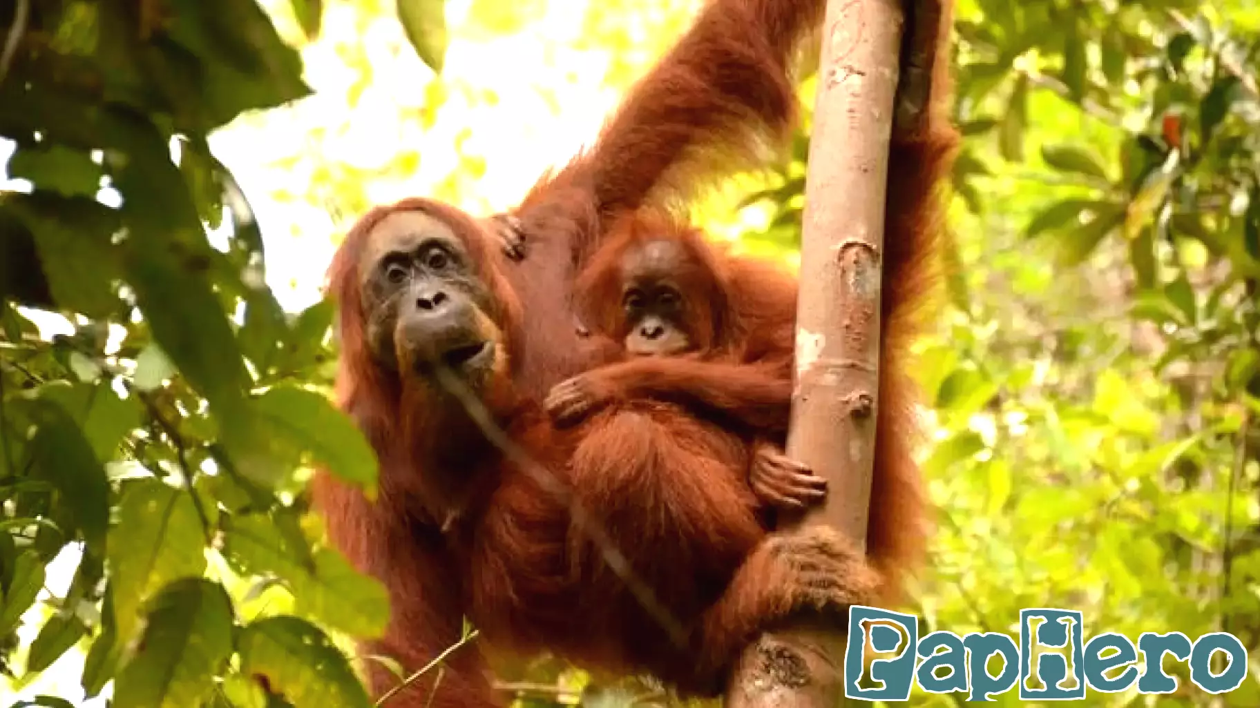 Unique Parenting Styles Observed Among Orangutan Mothers