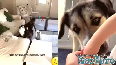 Dogs Think Mom Ruined Their Parenting Moment & They’re Not Happy About It