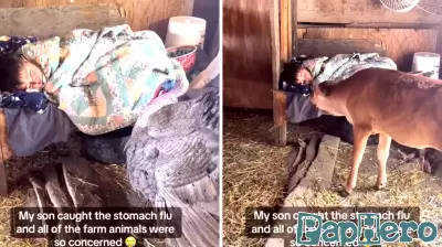 Farm Animals Show Unexpected Concern for Sick Boy