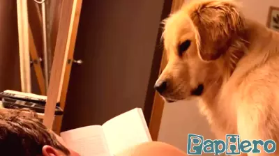 Golden Retriever Listens To Dad Read Parenting Book And It's Beyond Wholesome
